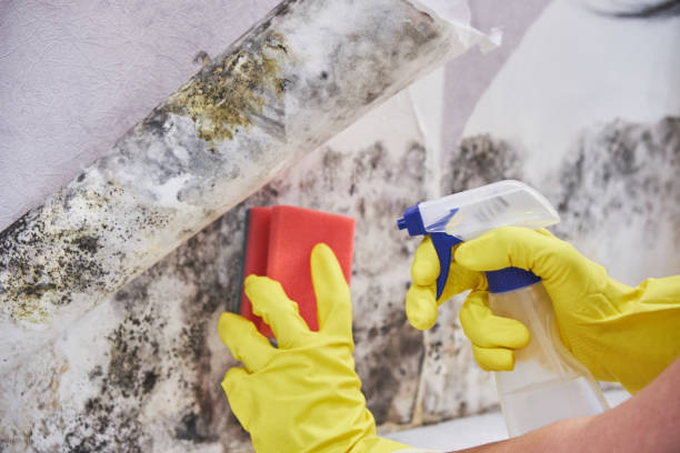 Best Attic Mold Removal in White Sulphur Springs, MT